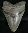 Megalodon Tooth - South Carolina #10802-1